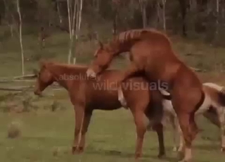 Amazing horses are screwing in doggy style
