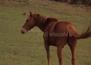 Amazing horses are screwing in doggy style