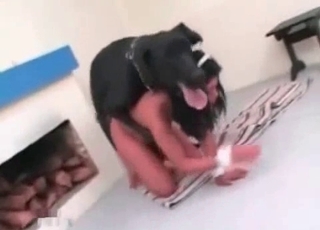 Dog dick is a nice gift for zoofil