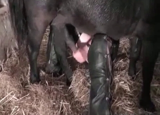 Big black stallion and his massive boner