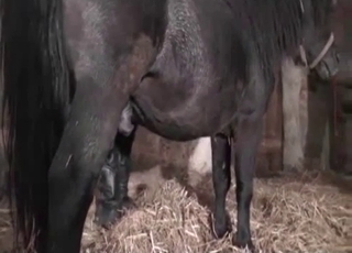 Big black stallion and his massive boner