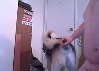 Stimulating tight anus of a sexy doggy