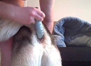 Stimulating tight anus of a sexy doggy