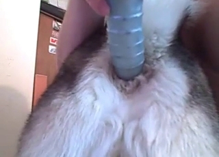 Stimulating tight anus of a sexy doggy