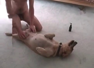 Good white retriever in amazing bestiality