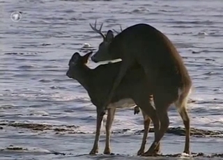 Wild animals are fucking in doggy style