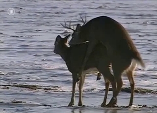 Wild animals are fucking in doggy style