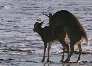 Wild animals are fucking in doggy style