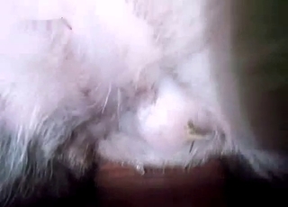 Stunning doggy gets fucked in missionary pose