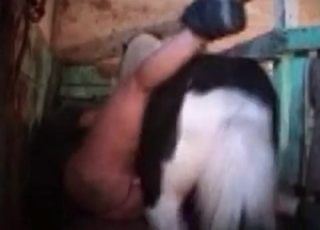 Pony fucking her wide-opened crack