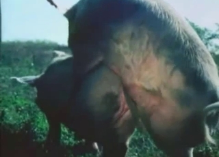 Pigs are fucking nice in doggy style