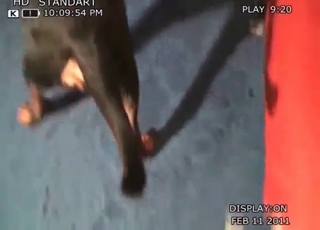 Doggy sucked passionately by good zoofil