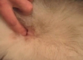 Man is licking a tight ass of an animal