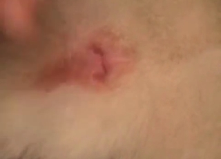 Man is licking a tight ass of an animal