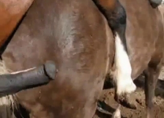 Two horses have gorgeous sex in barn