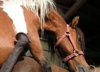 Two horses have gorgeous sex in barn