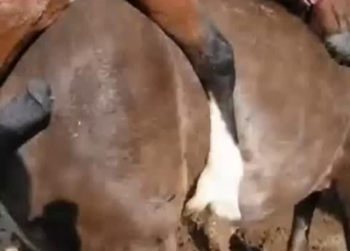 Two horses have gorgeous sex in barn