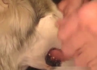 Doggy eating my hard dick on camera