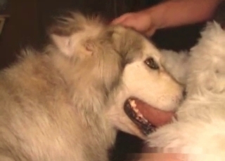 Doggy eating my hard dick on camera