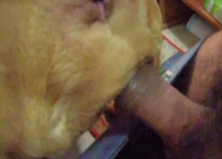 Sweet labrador gets anally penetrated