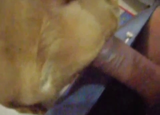 Sweet labrador gets anally penetrated
