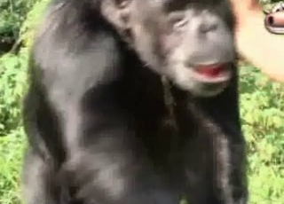 Sexy monkey in amazing exotic bestiality XXX