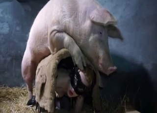 Hot pig fucked her ass in the barn