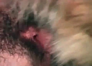 Nasty doggy fucking her hairy cunt in close-up