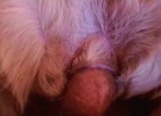 Sweet dog in passionate and sweet bestiality XXX