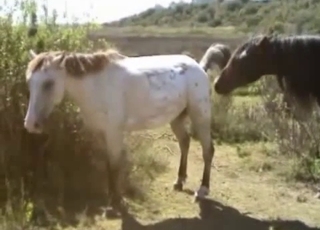 Brown and white ponies having sex
