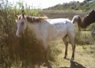 Brown and white ponies having sex