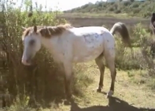 Brown and white ponies having sex