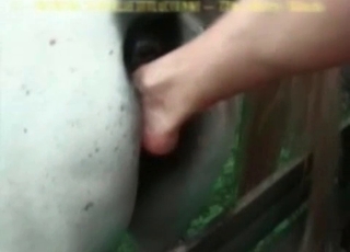 Hot chick shoves her leg in stallion ass