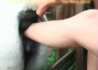 Hot chick shoves her leg in stallion ass