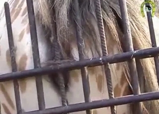 Sexy white horse in passionate bestiality