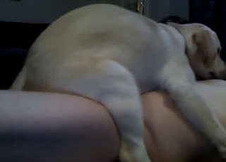 White dog jumps on hard cock in bedroom