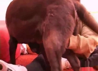 Sexy dog getting its sexy cock stroked