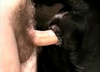 Black animal enjoying anal sex
