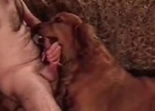 Hard cock sucked by a lovely trained puppy