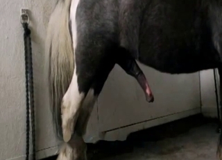Fascinating sex with a big-dicked horse