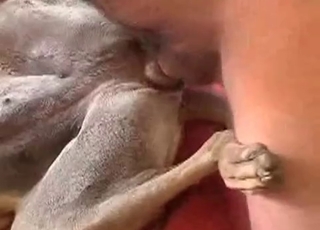 Trained doggy is getting owned by an owner
