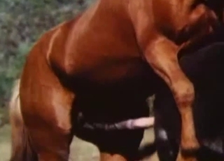 Staring at this horse's massive cock