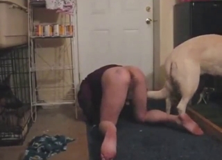 Zoophile milks cock with that juicy, meaty ass