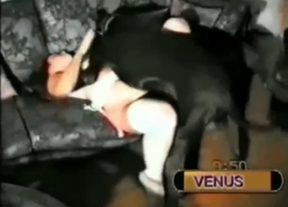 Zoophile in sexy lingerie ravaged by a dog
