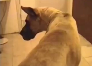 Meaty pussy of an animal getting fucked silly