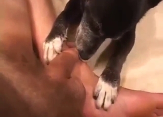 Pleased with dog's oral worshipping skills