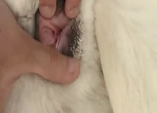 Dog's hot hole is going to get punished too