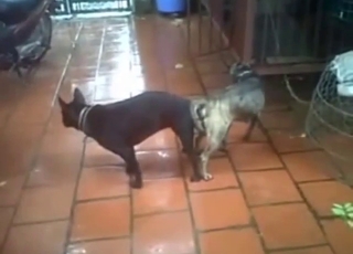 Dog-on-dog RAW sexiness with two hot beasts