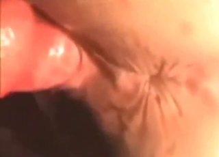 Big-breasted brunette wants dog's cock HARD