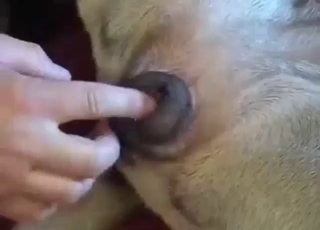 With determination and fingers, he fucks dogs